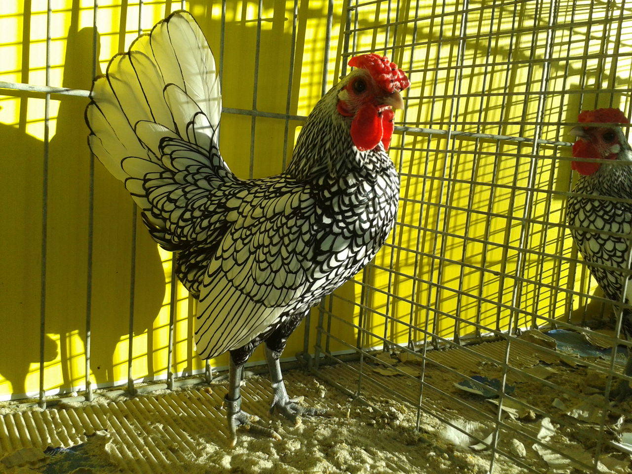 ideale Rassemerkmale Deutscher