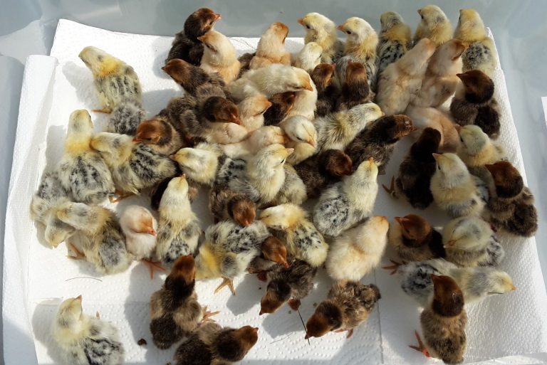 Deutscher Erhaltungszuchtverein seit 1926